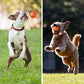 🐶 Automatisk bitbeständig hundboll